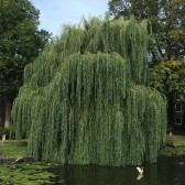 Groenfonds.JPG